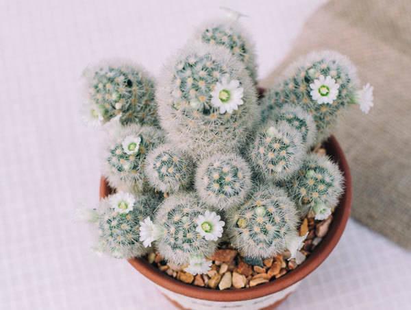 รูปภาพ:http://www.zoomzogzag.com/wp-content/uploads/2015/08/cactus-Mammillaria.jpg