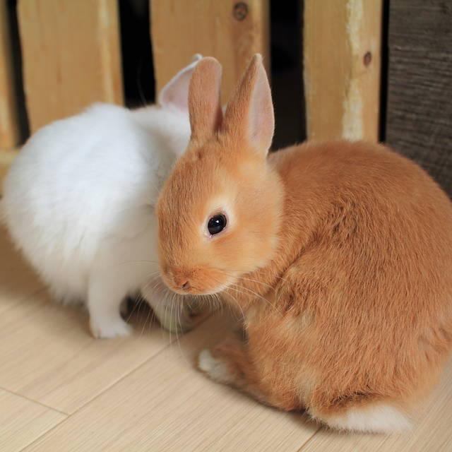ภาพประกอบบทความ 5 ร้าน "คาเฟ่กระต่าย" ในโตเกียว น่ารักขนาดนี้จะพลาดได้ยังไง!?