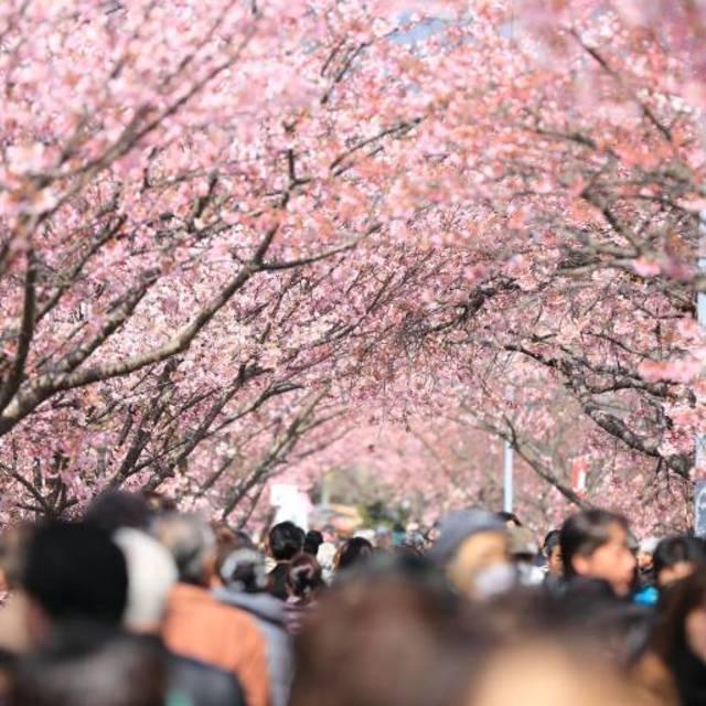 ภาพประกอบบทความ 5 สถานที่ชมดอกซากุระ ในโตเกียว ไปเที่ยวญี่ปุ่นห้ามพลาด!