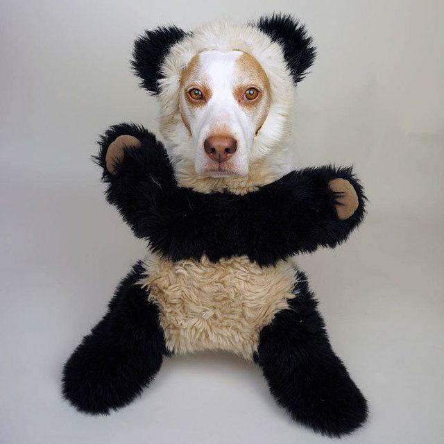 รูปภาพ:http://static.boredpanda.com/blog/wp-content/uploads/2016/08/dressed-up-dog-costume-beagle-maymothedog-10-579f593fd27b1__700.jpg