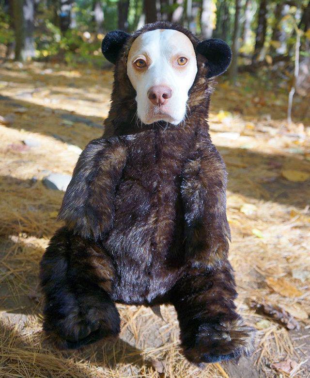 รูปภาพ:http://static.boredpanda.com/blog/wp-content/uploads/2016/08/dressed-up-dog-costume-beagle-maymothedog-5-579f5932d4b17__700.jpg