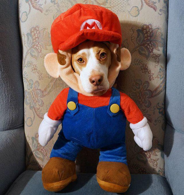 รูปภาพ:http://static.boredpanda.com/blog/wp-content/uploads/2016/08/dressed-up-dog-costume-beagle-maymothedog-12-579f5944b634b__700.jpg