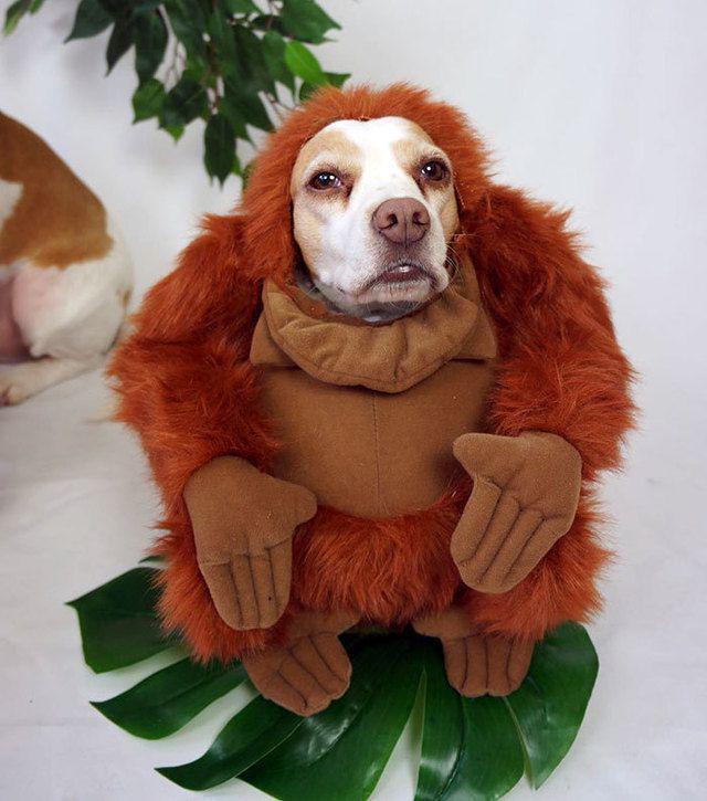 รูปภาพ:http://static.boredpanda.com/blog/wp-content/uploads/2016/08/dressed-up-dog-costume-beagle-maymothedog-3-579f592cbe71d__700.jpg