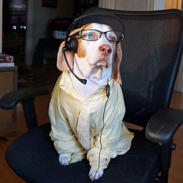 รูปภาพ:http://static.boredpanda.com/blog/wp-content/uploads/2016/08/dressed-up-dog-costume-beagle-maymothedog-24-579f5962e326d__700.jpg