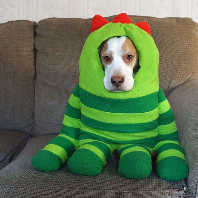 รูปภาพ:http://static.boredpanda.com/blog/wp-content/uploads/2016/08/dressed-up-dog-costume-beagle-maymothedog-7a.jpg