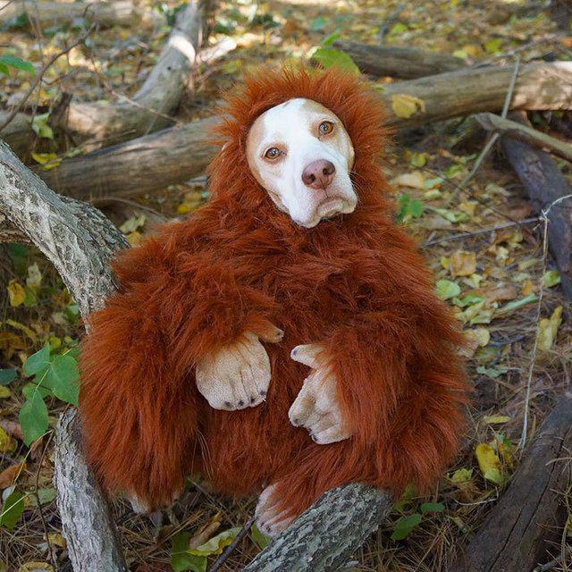 รูปภาพ:http://static.boredpanda.com/blog/wp-content/uploads/2016/08/dressed-up-dog-costume-beagle-maymothedog-11-579f5942294f8__700.jpg