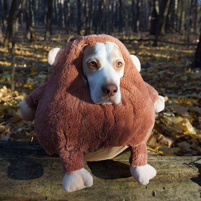 รูปภาพ:http://static.boredpanda.com/blog/wp-content/uploads/2016/08/dressed-up-dog-costume-beagle-maymothedog-9-579f593dd6e8f__700.jpg