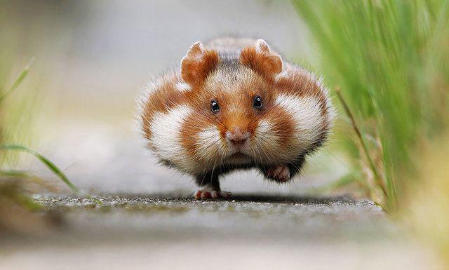 รูปภาพ:http://static.boredpanda.com/blog/wp-content/uploads/2015/09/cute-hamsters-1__880.jpg