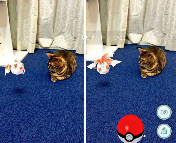 รูปภาพ:http://static.boredpanda.com/blog/wp-content/uploads/2016/07/pets-can-see-pokemon-go-japan-2-57961c30d210c__605.jpg