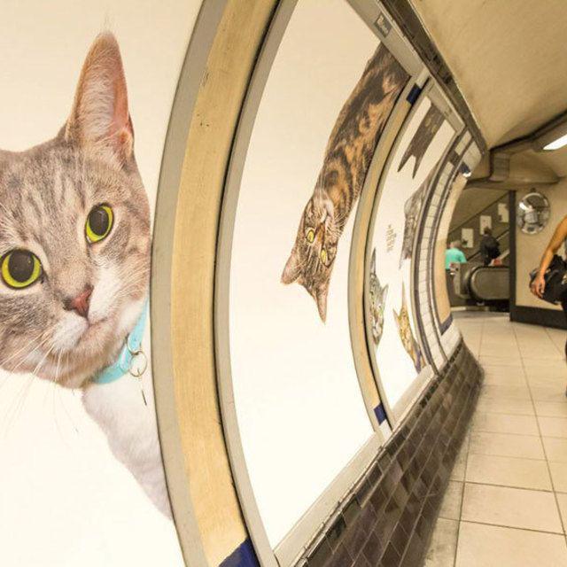 ภาพประกอบบทความ เมื่อสถานีรถไฟใต้ดิน Clapham ในอังกฤษ เต็มไปด้วย 'แมว' 