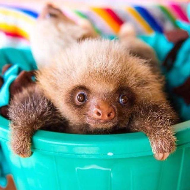 รูปภาพ:http://static.boredpanda.com/blog/wp-content/uploads/2016/10/cute-sloths-58062fb46fd72__700.jpg