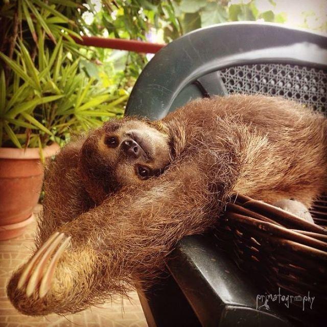 รูปภาพ:http://static.boredpanda.com/blog/wp-content/uploads/2016/10/cute-sloths-57f26c021e81c__700.jpg