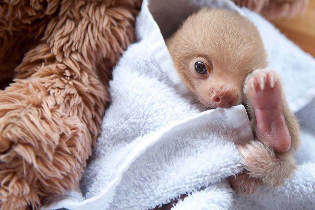 รูปภาพ:http://static.boredpanda.com/blog/wp-content/uploads/2016/09/cute-sloths-57ee6c0a61d61__700.jpg
