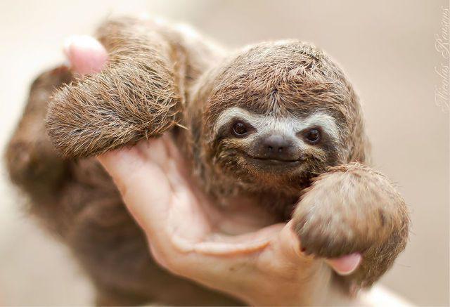 รูปภาพ:http://static.boredpanda.com/blog/wp-content/uploads/2016/09/cute-sloths-57ee6f1dc9b66__700.jpg