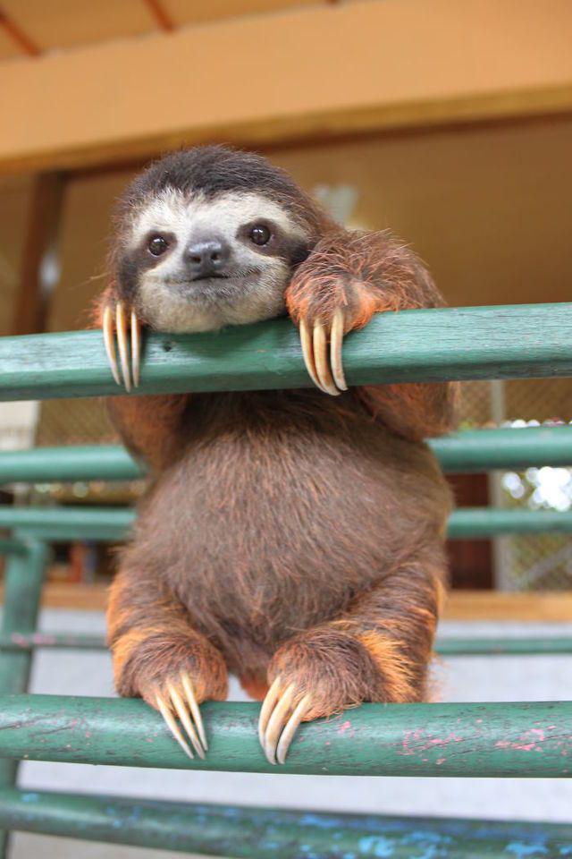 รูปภาพ:http://static.boredpanda.com/blog/wp-content/uploads/2016/10/cute-sloths-57f269182f5ab__700.jpg