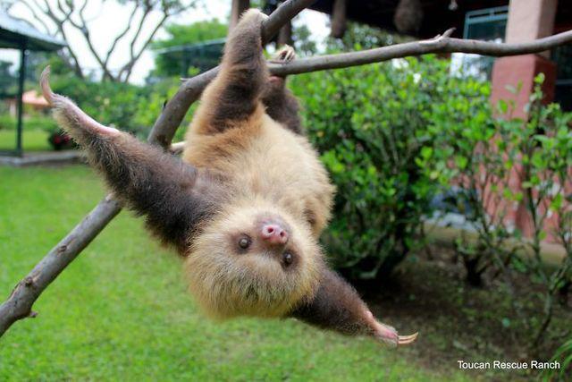 รูปภาพ:http://static.boredpanda.com/blog/wp-content/uploads/2016/10/Cute-sloths-314-580874913a3d1__700.jpg
