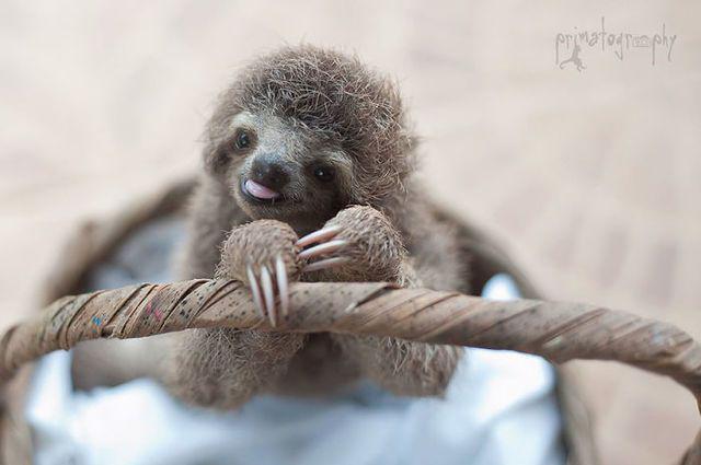 รูปภาพ:http://static.boredpanda.com/blog/wp-content/uploads/2016/09/cute-sloths-57ee6c0c72b56__700.jpg
