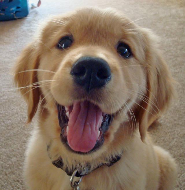 รูปภาพ:http://hopimg.com/wp-content/uploads/2015/04/Cute-Golden-Retriever-Puppies-Desktop-Image.jpg