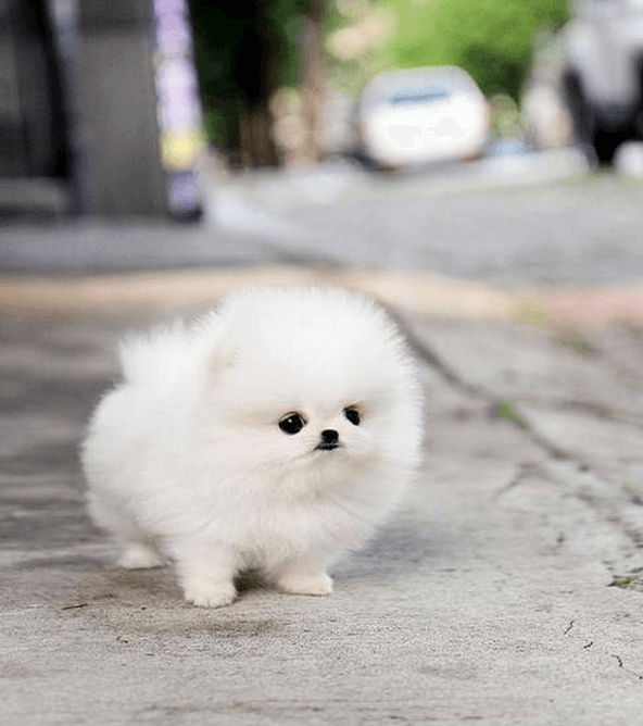 รูปภาพ:http://www.lazerhorse.org/wp-content/uploads/2014/06/Pomeranian-Puppy-white-dog.png