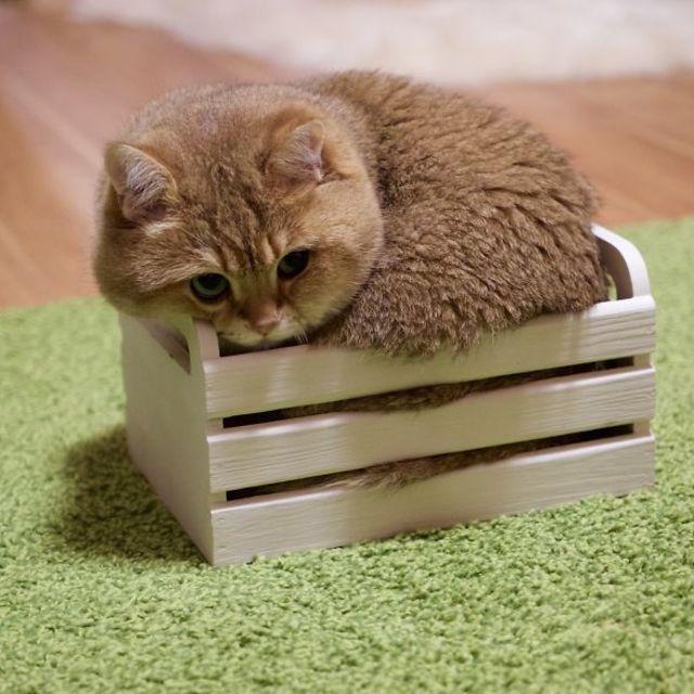 ภาพประกอบบทความ รวมภาพเจ้าแมวน้อยสุดน่ารัก 'Hosico' ที่เหมือนหลุดมาจากเรื่อง Puss in Boots!