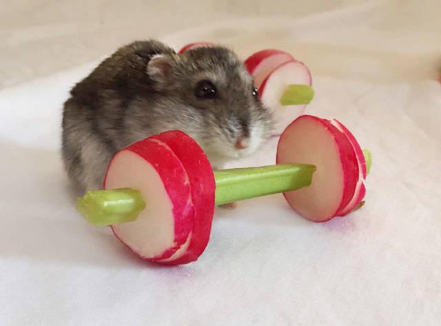 รูปภาพ:http://static.boredpanda.com/blog/wp-content/uploads/2015/09/We-Made-A-Vegetable-Gym-For-Tiny-Hamsters-Who-Hate-Gyming-__880.jpg