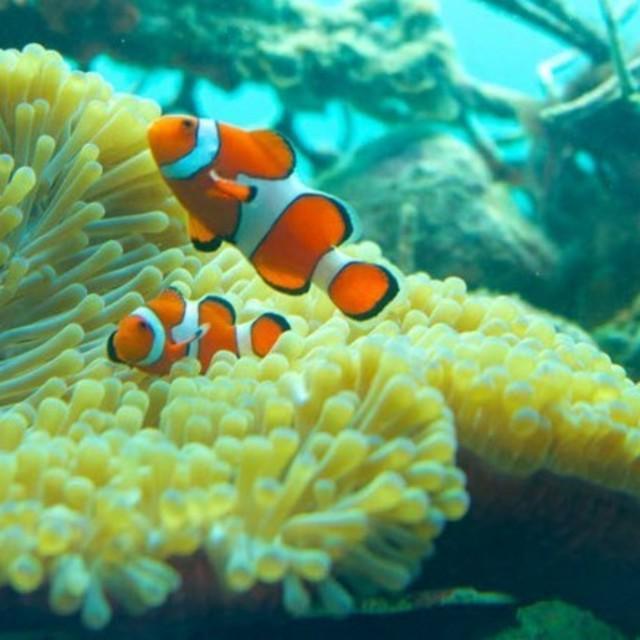 ภาพประกอบบทความ ไปดำน้ำ ดูปะการังกัน! กับ 4 สถานที่ดำน้ำใกล้กรุงเทพ ที่สาวสายลุยห้ามพลาด
