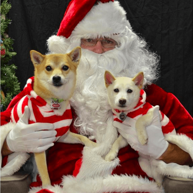 ภาพประกอบบทความ 19 ภาพน้องหมา โดนจับแต่งตัว ให้เข้ากับเทศกาลคริสต์มาส!!