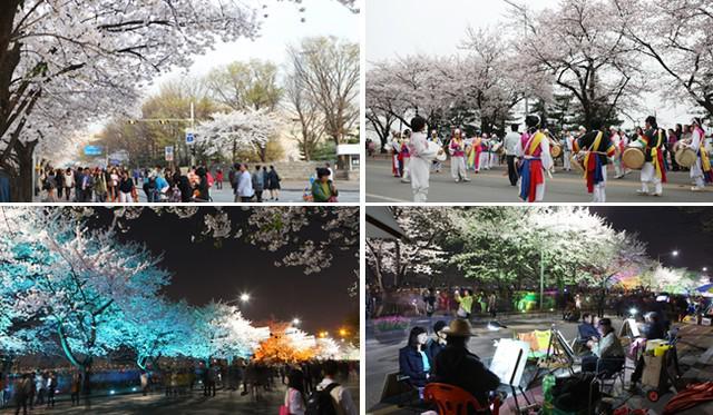 รูปภาพ:http://tours.asialighttravel.com/wp-content/uploads/2013/12/Cherry_Blossom_Yunjoong-ro_korea.jpg
