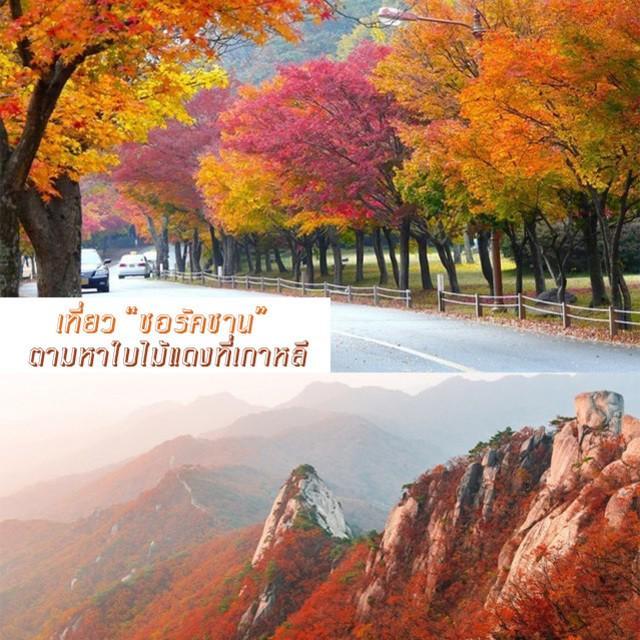 ตัวอย่าง ภาพหน้าปก:เที่ยว " ซอรัคซาน " ชมใบไม้เปลี่ยนสี ตามหาใบไม้แดงที่เกาหลีฟินเฟอร์!