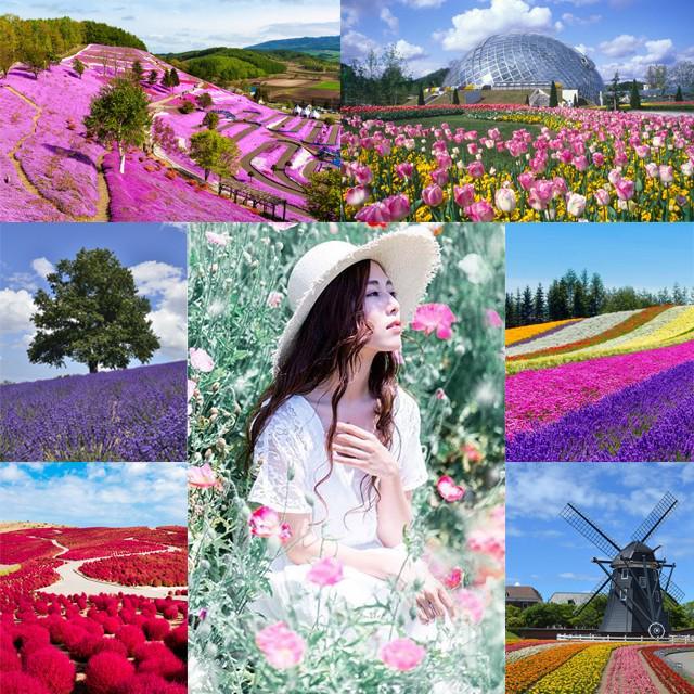 ภาพประกอบบทความ เที่ยว Japan กับบรรยากาศสุดฟิน รวม 8 สวนดอกไม้สุดอลังที่ประเทศญี่ปุ่น 🌼 #ต้องไปสักครั้งในชีวิต