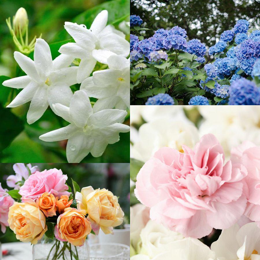 ภาพประกอบบทความ ดอกไม้วันแม่ รวมมาแล้ว 7 ดอกไม้ความหมายดี แทนใจลูกมอบให้คุณแม่