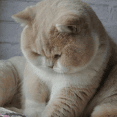 รูปภาพโปรไฟล์ของ FAT CAT