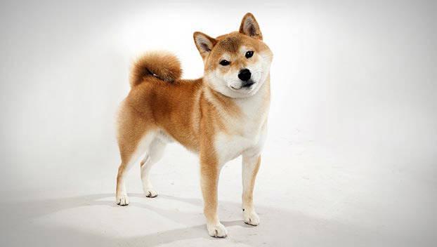 รูปภาพ:http://static.ddmcdn.com/en-us/apl/breedselector/images/breed-selector/dogs/breeds/shiba-inu_01_lg.jpg