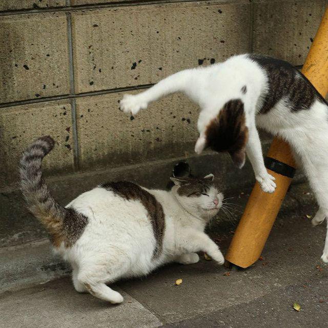 รูปภาพ:http://static.boredpanda.com/blog/wp-content/uploads/2016/06/tokyo-stray-cat-photography-busanyan-masayuki-oki-japan-a34-57616a524c564__700.jpg
