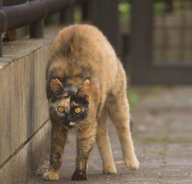 รูปภาพ:http://static.boredpanda.com/blog/wp-content/uploads/2016/06/tokyo-stray-cat-photography-busanyan-masayuki-oki-japan-a42-57616a69b21d8__700.jpg