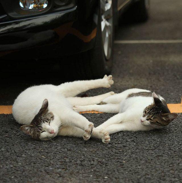 รูปภาพ:http://static.boredpanda.com/blog/wp-content/uploads/2016/06/tokyo-stray-cat-photography-busanyan-masayuki-oki-japan-a16-57616a1a6e73b__700.jpg