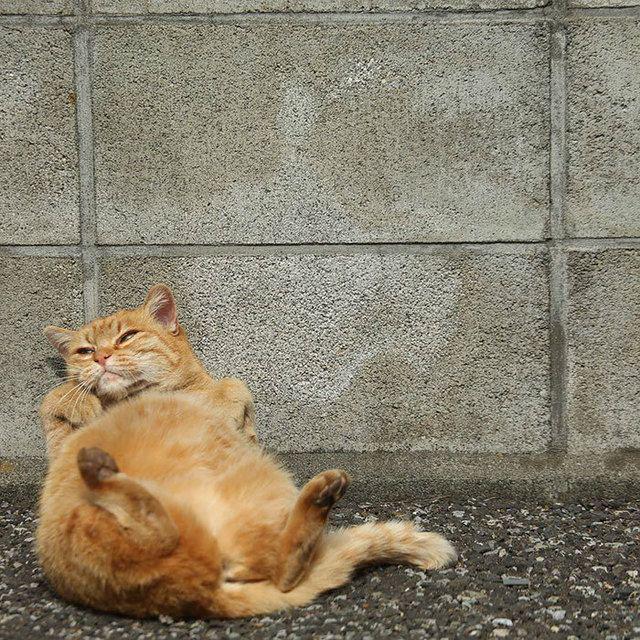 รูปภาพ:http://static.boredpanda.com/blog/wp-content/uploads/2016/06/tokyo-stray-cat-photography-busanyan-masayuki-oki-japan-a48-57616bdc445e2__700.jpg