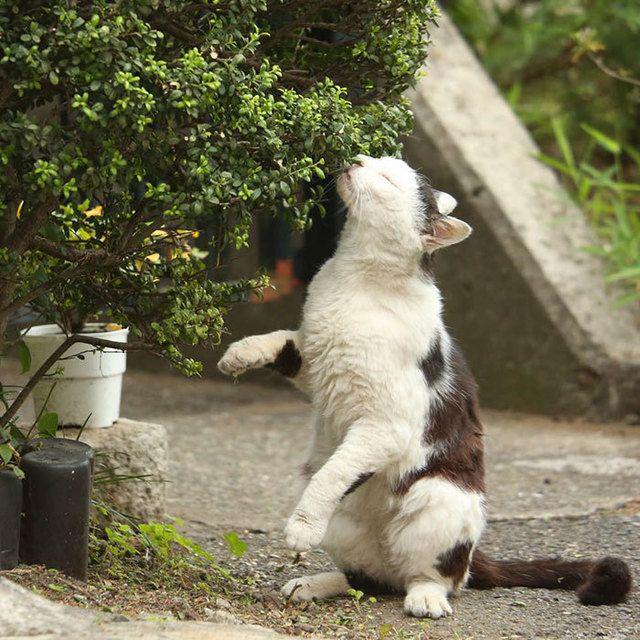 รูปภาพ:http://static.boredpanda.com/blog/wp-content/uploads/2016/06/tokyo-stray-cat-photography-busanyan-masayuki-oki-japan-a15-57616a175c16b__700.jpg