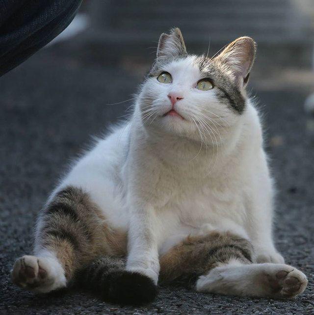 รูปภาพ:http://static.boredpanda.com/blog/wp-content/uploads/2016/06/tokyo-stray-cat-photography-busanyan-masayuki-oki-japan-a5-576169f78b791__700.jpg