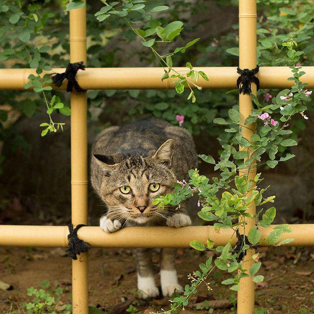 รูปภาพ:http://static.boredpanda.com/blog/wp-content/uploads/2016/06/tokyo-stray-cat-photography-busanyan-masayuki-oki-japan-a20-57616a2779bbf__700.jpg
