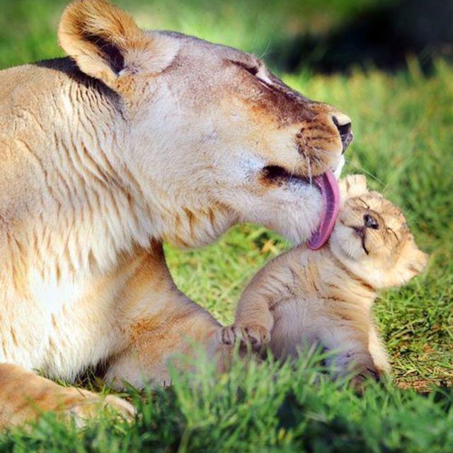 ภาพประกอบบทความ สุดยอดภาพแม่ลูก 'สัตว์โลกน่ารัก' ที่จะทำให้เราคิดถึงแม่ที่บ้านสุดๆ 