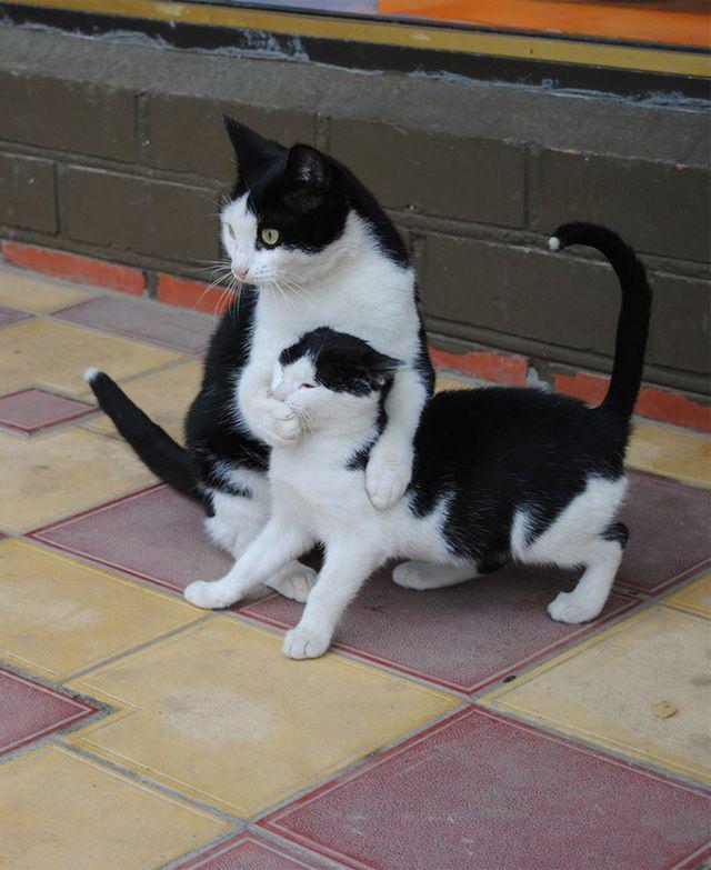 รูปภาพ:http://www.chillpainai.com/src/wewakeup/scoop/img_scoop/scoop/kat/trend/cat%20family/XX-Cats-With-Their-Mini-Mes12__700.jpg