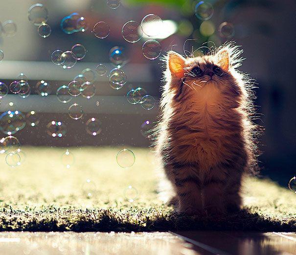 รูปภาพ:http://static.boredpanda.com/blog/wp-content/uploads/2016/08/cute-kittens-8-57b30aa345790__605.jpg