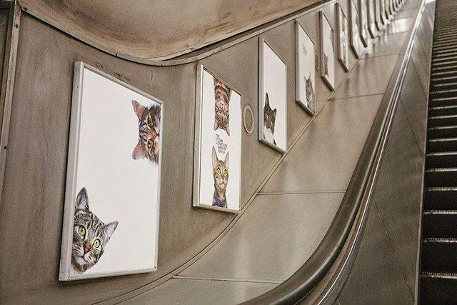 รูปภาพ:http://static.boredpanda.com/blog/wp-content/uploads/2016/09/cat-ads-underground-subway-metro-london-4.jpg