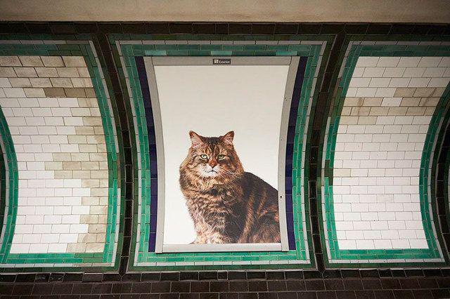 รูปภาพ:http://static.boredpanda.com/blog/wp-content/uploads/2016/09/cat-ads-underground-subway-metro-london-2.jpg