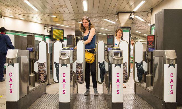 รูปภาพ:http://static.boredpanda.com/blog/wp-content/uploads/2016/09/cat-ads-underground-subway-metro-london-10.jpg