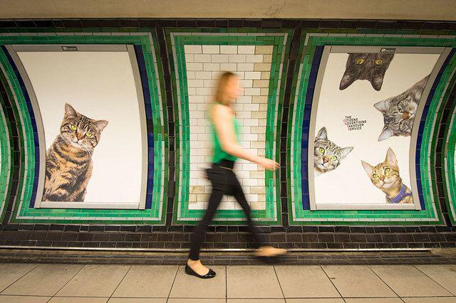 รูปภาพ:http://static.boredpanda.com/blog/wp-content/uploads/2016/09/cat-ads-underground-subway-metro-london-11.jpg