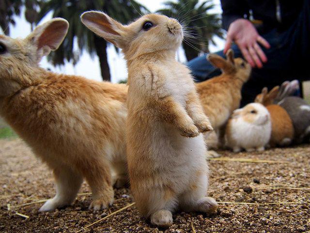 รูปภาพ:http://www.daquidali.com.br/blogdaeliana/wp-content/uploads/2014/05/cute-bunnies-rabbit-island-okunoshima-7__880.jpg