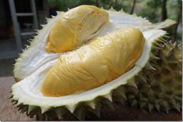 รูปภาพ:http://www.ecostarr.com/resources/durian44.jpg