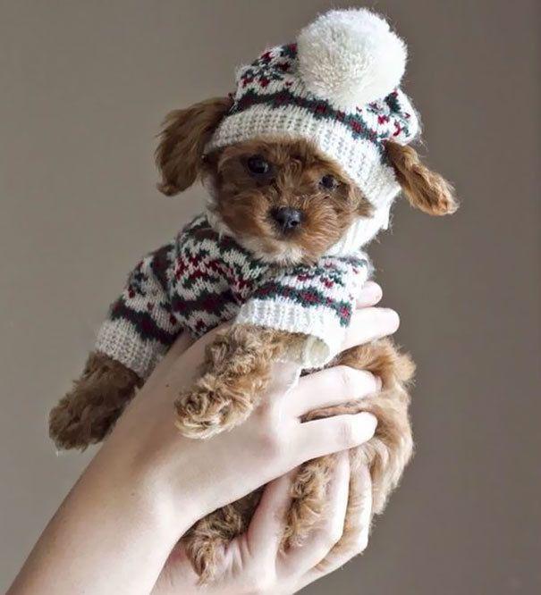 รูปภาพ:http://static.boredpanda.com/blog/wp-content/uploads/2016/10/cute-animals-wearing-tiny-sweaters-54-5804980610b3e__605.jpg